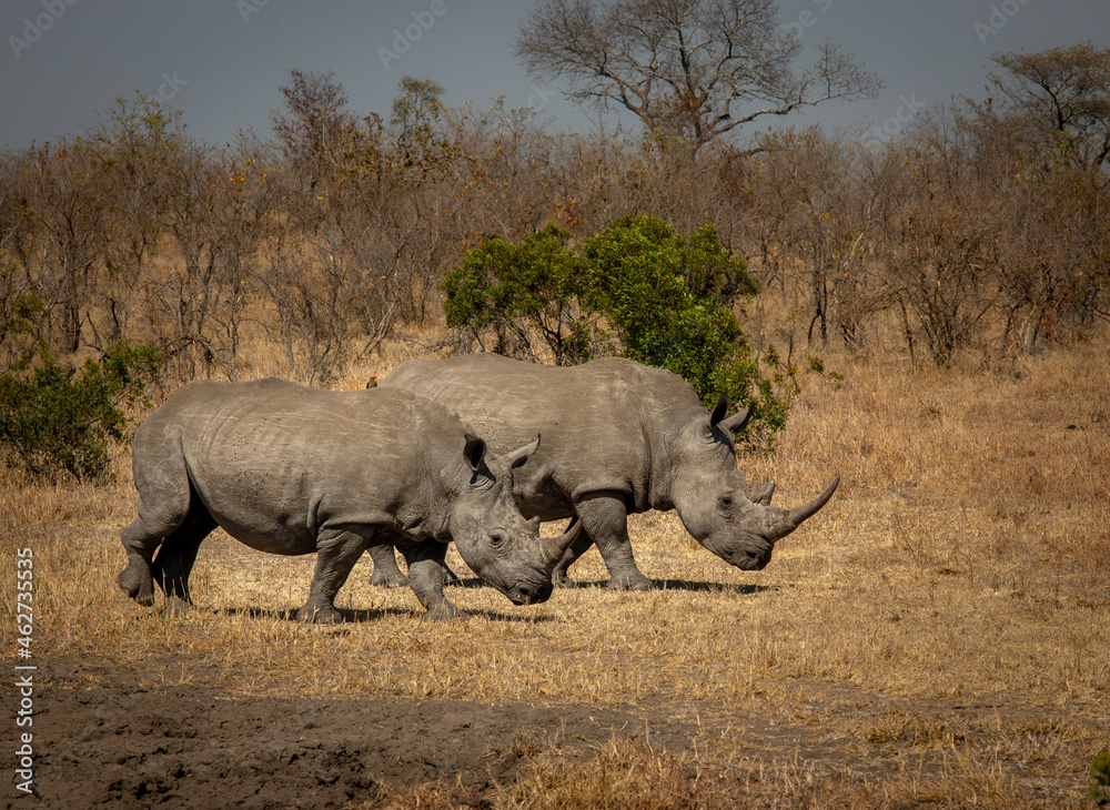 white rhino in the savannah white rhino in the savannah
