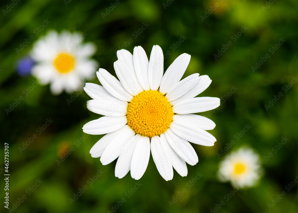 Oxeye daisy (Leucanthemum vulgare) blooming in spring Oxeye daisy (Leucanthemum vulgare) blooming in spring
