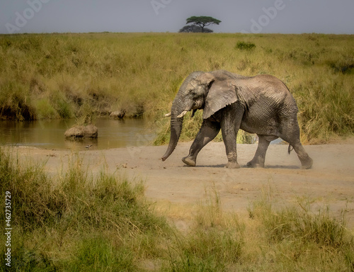 Photography elephants in the savannah
