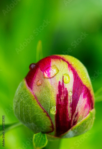 Raindrops on budding peony (Paeonia officinalis) photo