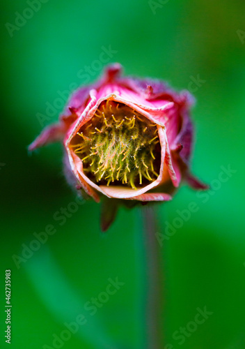 Head of water avens (Geum rivale) blooming in spring photo
