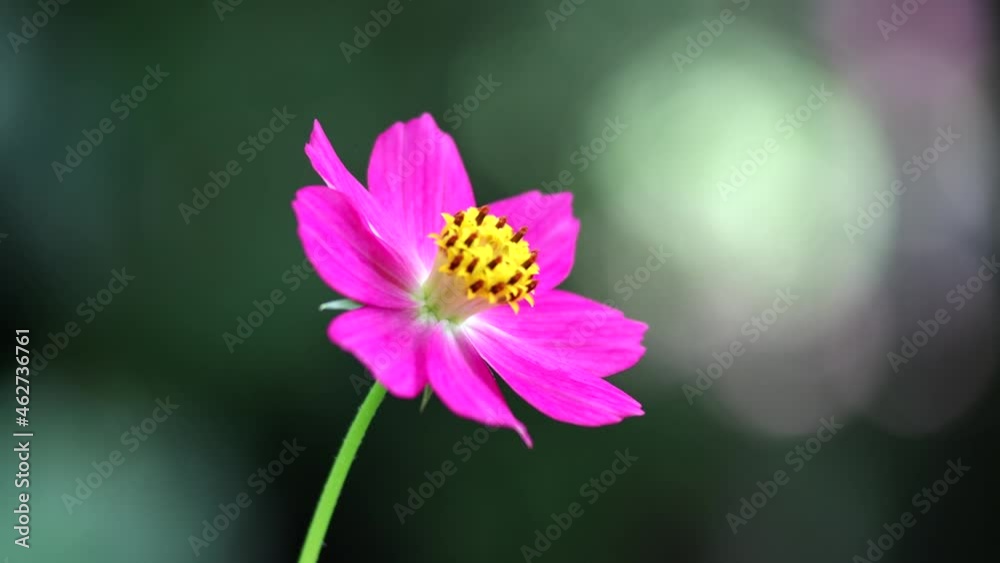 Sulfur Cosmos flower, pink in full bloom, fluttering in the wind, with bokeh from incoming light, blurred green in the backdrop, suitable for use as a background. Sulfur Cosmos flower, pink in full bloom, fluttering in the wind, with bokeh from incoming light, blurred green in the backdrop, suitable for use as a background.