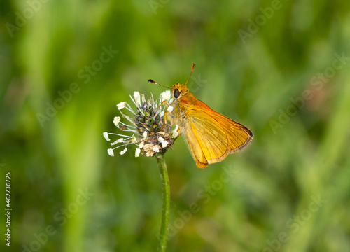 Germany, Close-up of red-underwing skipper (Spialia sertorius) perching on wildflower photo