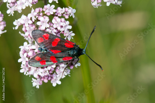 Germany, Close-up of five-spot burnet (Zygaena trifolii) perching on blooming wildflowers photo