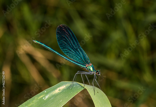 Beautiful demoiselle (Calopteryx virgo) perching on leaf