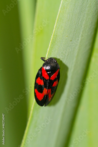 Germany, Close-up of black-and-red froghopper (Cercopis vulnerata) perching on blade of grass photo