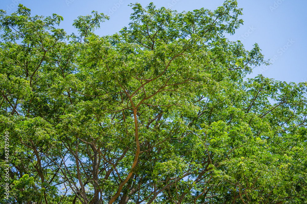 Fototapeta premium green foliage of the trees with a blue sky. beautiful scenery on a sunny day for a background element.