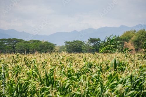 the green cornfield with blue beautiful scenery behind it. flowered corn stalks that are gonna be ready to be harvested.
