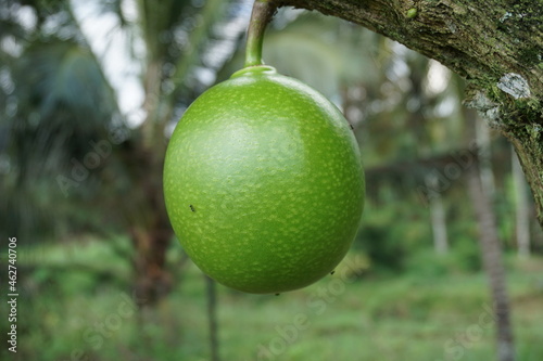 Crescentia cujete fruit with a natural background. Also called Calabash tree photo