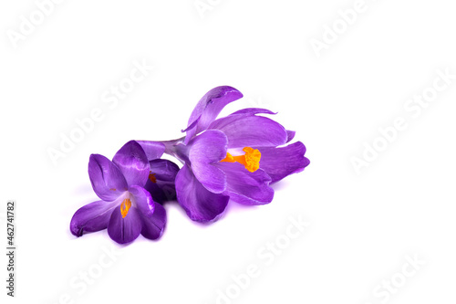 purple crocus on white background. Fresh spring flowers.