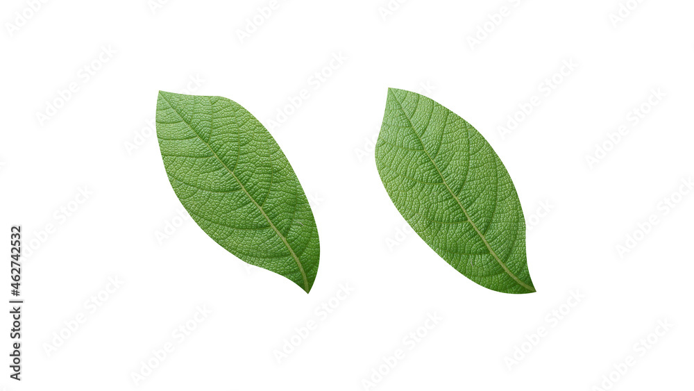 Two green leaves isolated on white background for design or illustration. Two green leaves isolated on white background for design or illustration.