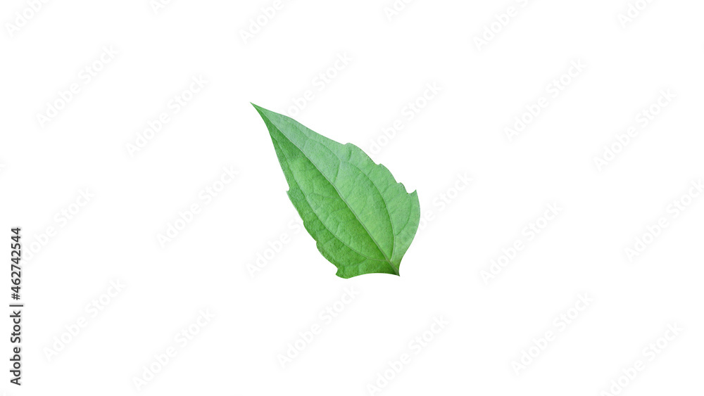 Single leaf isolated on white background for illustration or other design. Single leaf isolated on white background for illustration or other design.