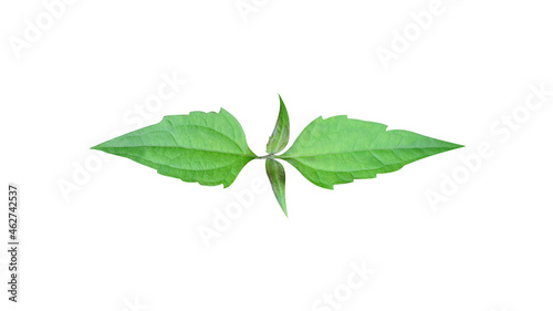 Isolated green leaves on a white background with Clipping path