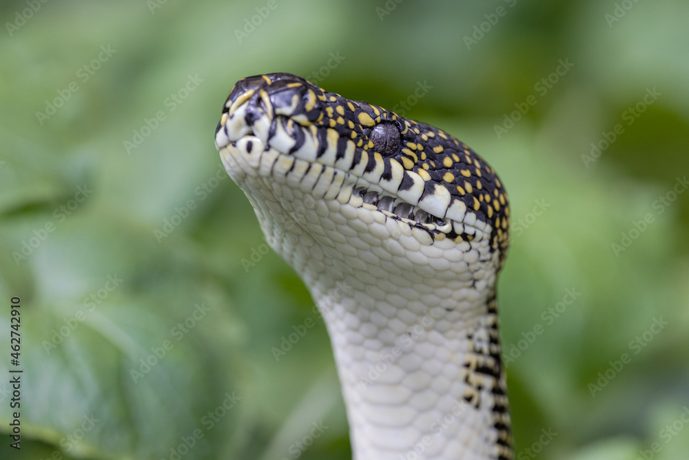 Australian Diamond Python with head raised showing scalation and labial ...