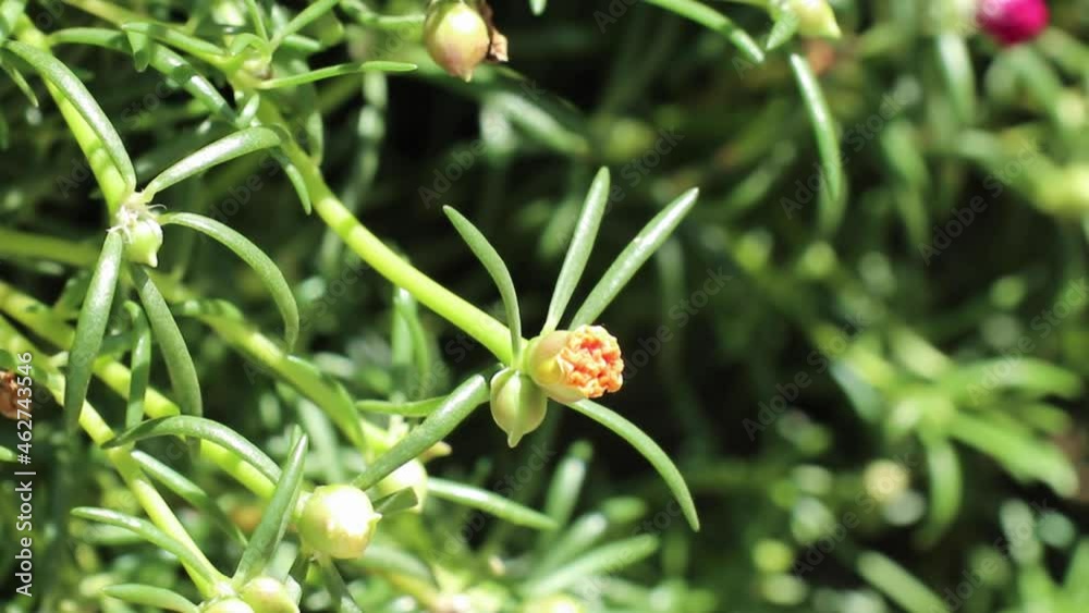 Young orange flower and green buds of Portulaca grandiflora, also called rose moss or moss-rose purslane, beautifully swaying in the gentle breeze. Young orange flower and green buds of Portulaca grandiflora, also called rose moss or moss-rose purslane, beautifully swaying in the gentle breeze.