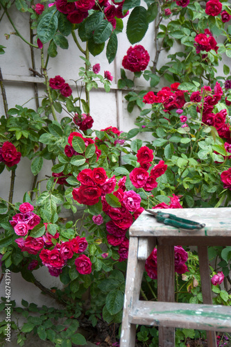 Red garden roses photo