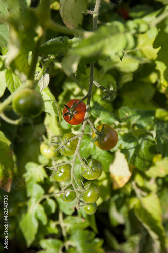 Germany, Close-up of bunch of growing tomatoes photo