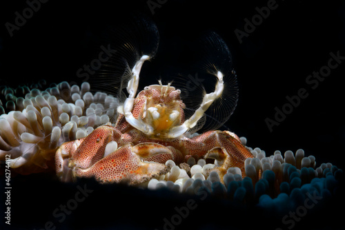 Anemob+ne crab, porcelain crab on a sea anemone photo