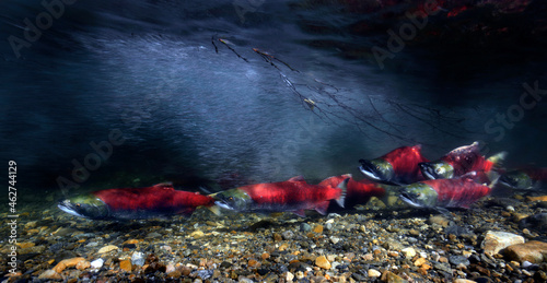 California, British Columbia, Adams River, Sockeye salmons, Oncorhynchus nerka photo