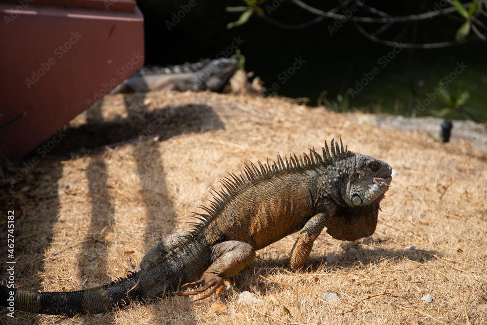 Iguana tomando sol en el parque forestal Iguana tomando sol en el parque forestal