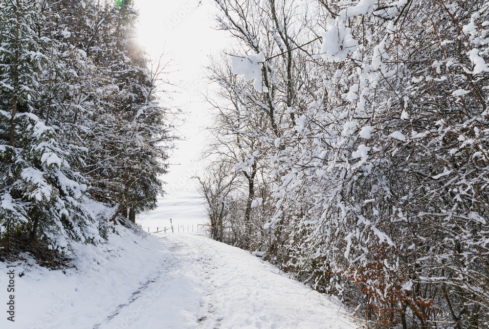 custom made wallpaper toronto digitalGermany, North Rhine-Westphalia, Empty snow-covered footpath between bare forest trees of High Fens - Eifel Nature Park