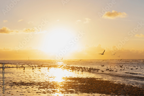 Flock of silhouette seagulls on shore at beach against orange sky during sunset, North Sea Coast, Flanders, Belgium photo