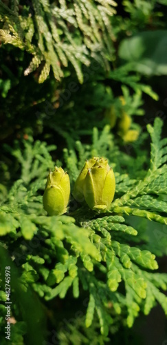 fern in the forest