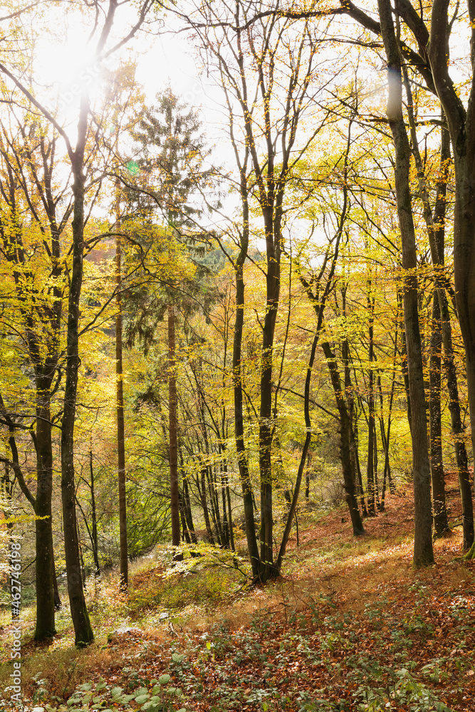 Germany, North Rhine-Westphalia, Autumn forest in Eifel National Park Germany, North Rhine-Westphalia, Autumn forest in Eifel National Park