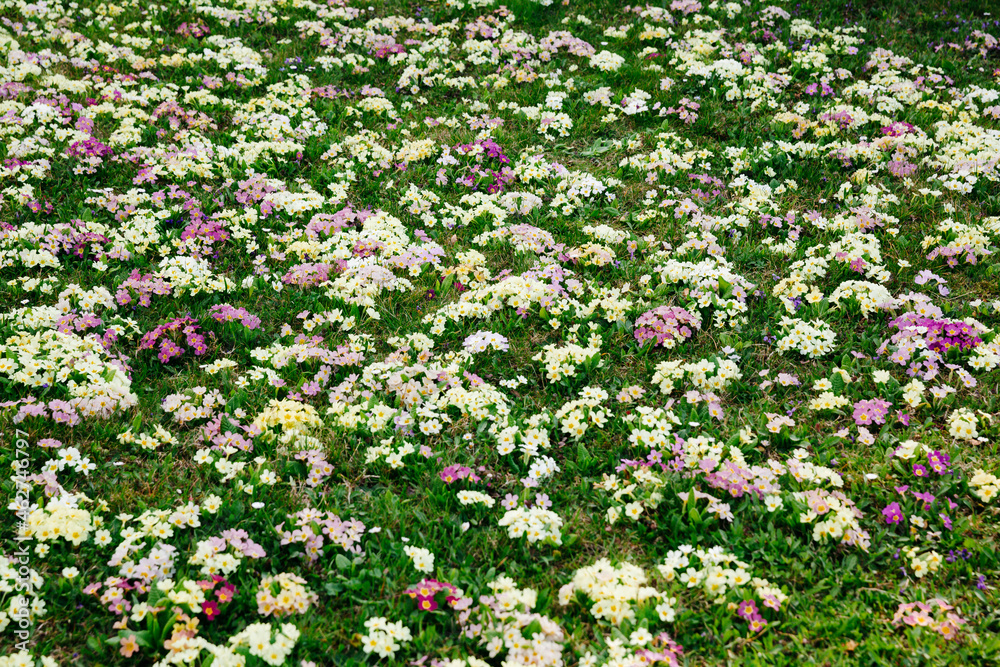 Flower meadow with many primroses in different colours Flower meadow with many primroses in different colours