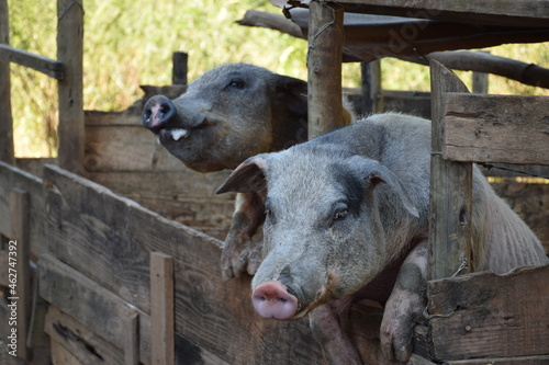 Two funny pigs enjoying the farm
