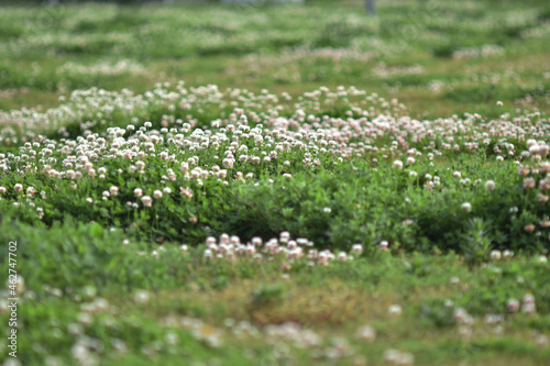 flowers in the meadow 1