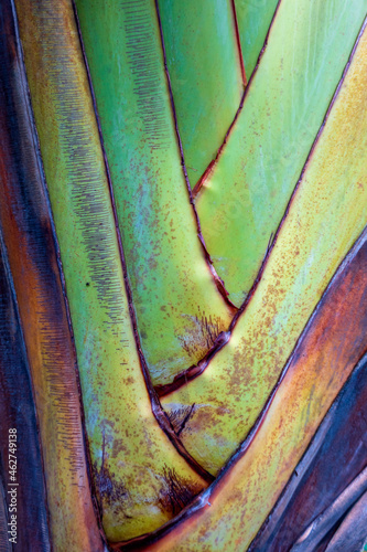 Seychelles, La Digue, Madagascar palm, close-up photo