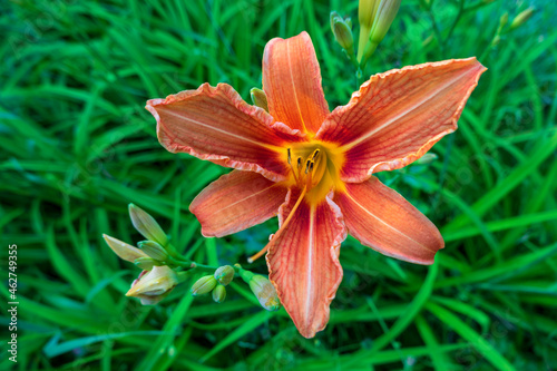 Germany, Close-up of fire lily (Lilium bulbiferum) blooming outdoors photo