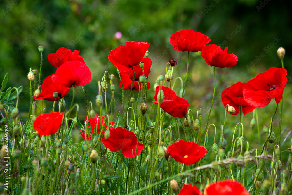 Red Poppies on a meadow Red Poppies on a meadow