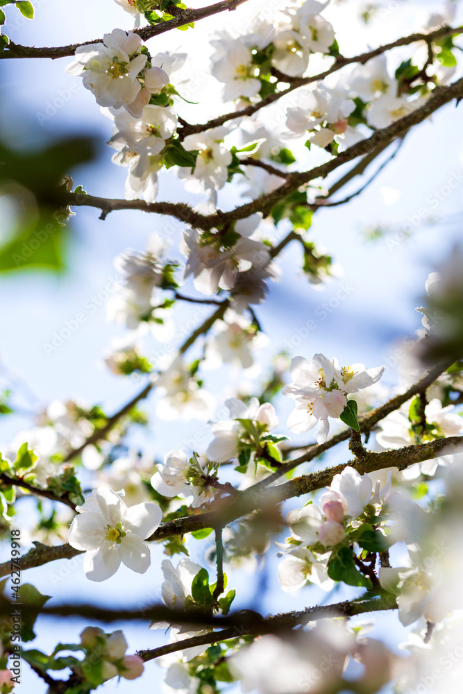 Germany, Branches of blossoming apple tree Germany, Branches of blossoming apple tree
