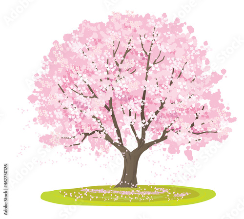 Foto 桜の木のベクターイラスト