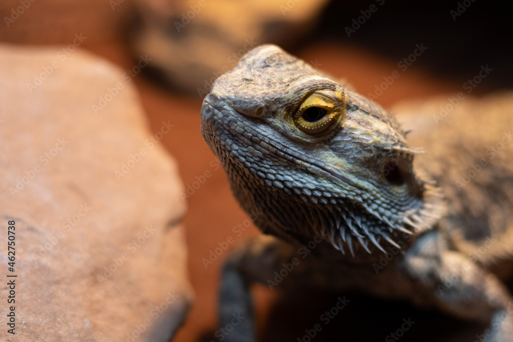 Fototapeta premium Toast The Bearded Dragon in a naturalistic cage