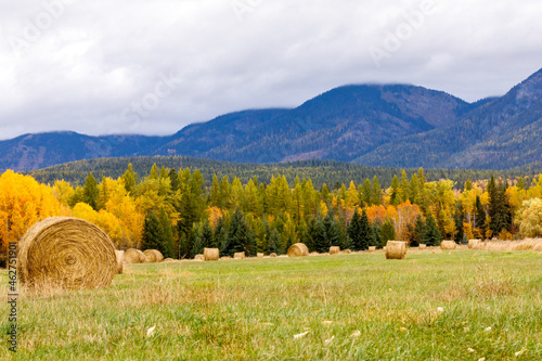 field of hay bales in autumn with mountains in background near Whitefish, Montana