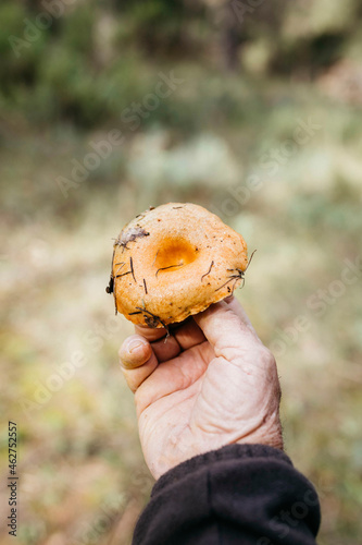 Close-up of senior man showing found mushroom photo