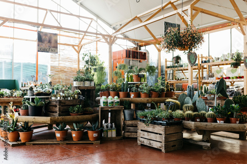 Assortment of cacti in a garden center photo