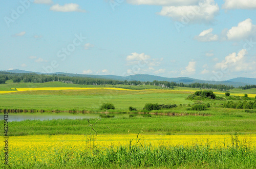 A fragment of a small lake surrounded by a rapeseed field on a sunny summer day.