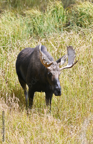 Bull Moose in Tall Grass
