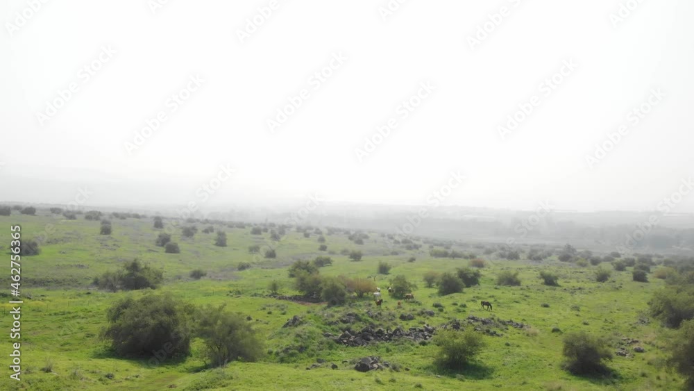 Aerial wide Parallax grazing horses on Scenic Countryside landscape, Golan Heights Aerial wide Parallax grazing horses on Scenic Countryside landscape, Golan Heights