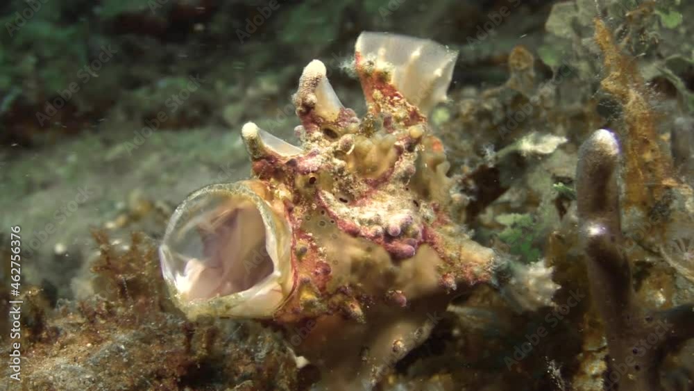 well camouflaged warty frogfish yawns turning outwards its mouth, medium shot during daylight on sandy bottom well camouflaged warty frogfish yawns turning outwards its mouth, medium shot during daylight on sandy bottom