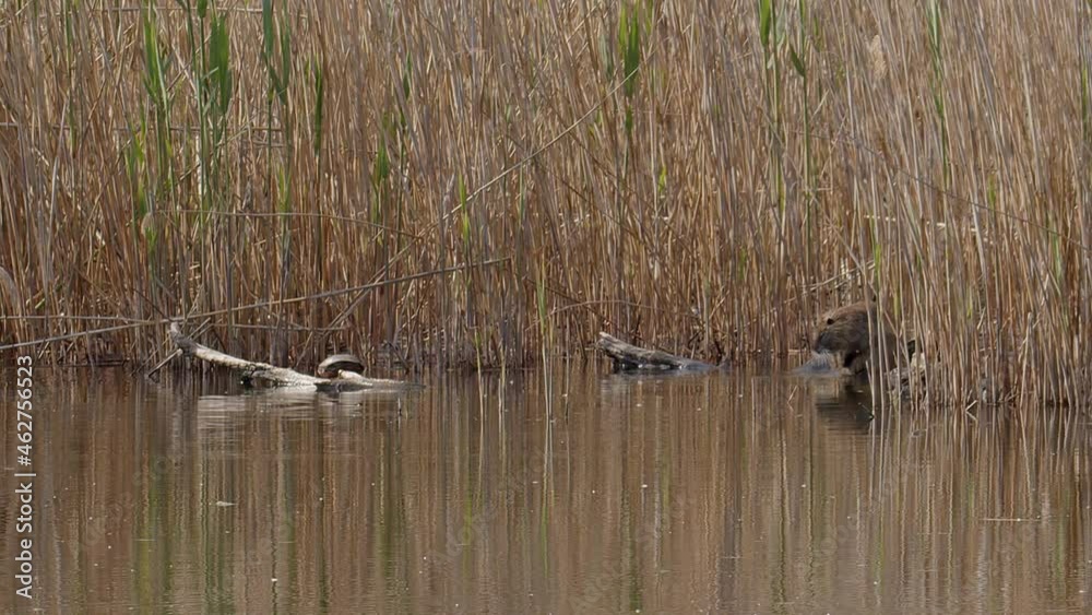 A mature Coypu, aka Nutria, aka, Myocastor, grooming itself on a floating log amongst the reeds of a small pond in the Lake Kerkini wetland area in northern Greece. Part of sequence. Wide shot. A mature Coypu, aka Nutria, aka, Myocastor, grooming itself on a floating log amongst the reeds of a small pond in the Lake Kerkini wetland area in northern Greece. Part of sequence. Wide shot.