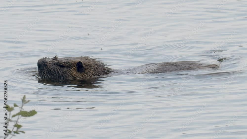 A Coypu, aka Nutria, aka, Myocastor, grazing on some lily roots at the edge of a small pond and then swims out of frame, in the Lake Kerkini wetland area in northern Greece. A Coypu, aka Nutria, aka, Myocastor, grazing on some lily roots at the edge of a small pond and then swims out of frame, in the Lake Kerkini wetland area in northern Greece.