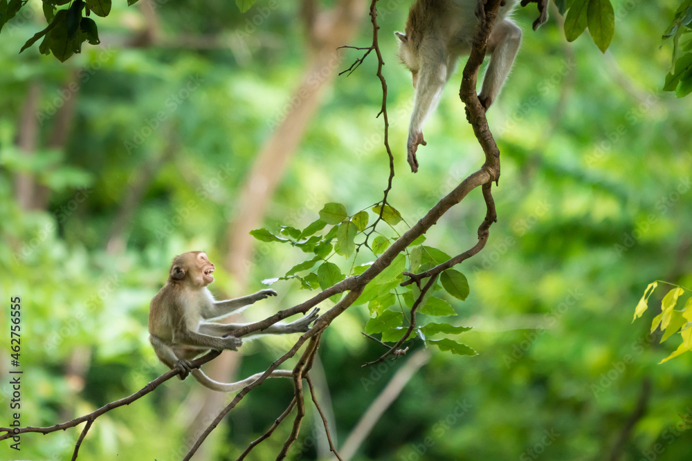 The monkey leader is threatening to drive away the monkeys in the herd. The monkey leader is threatening to drive away the monkeys in the herd.