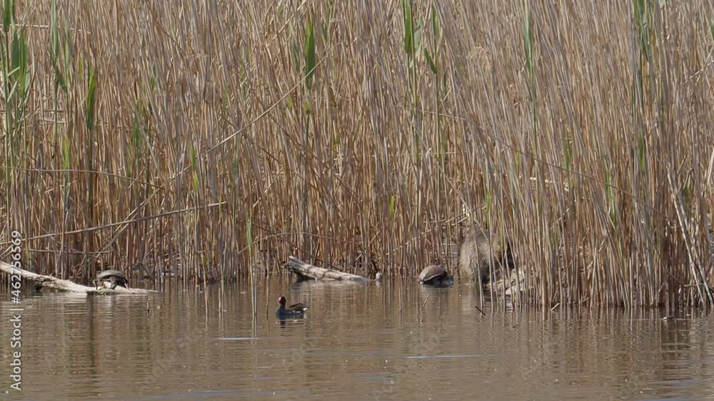 A Coypu, aka Nutria, aka, Myocastor, grooming itself whilst sitting on a floating log amongst the reeds of a small pond in the Lake Kerkini wetland area in northern Greece. Part of sequence. Wide shot A Coypu, aka Nutria, aka, Myocastor, grooming itself whilst sitting on a floating log amongst the reeds of a small pond in the Lake Kerkini wetland area in northern Greece. Part of sequence. Wide shot
