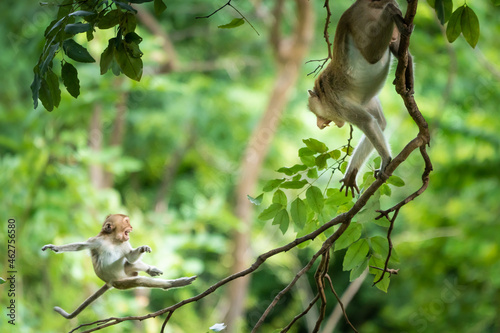 Photography The monkey leader is threatening to drive away the monkeys in the herd