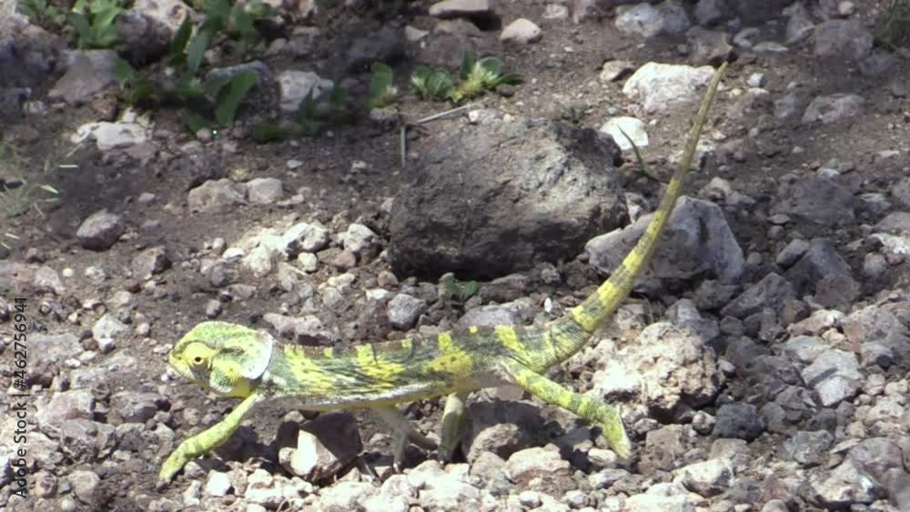yellow-greenish chameleon walks on sandy ground in Tanzania. Body rocks back and forth while walking. Eyes rotating, long shot with some pebbles yellow-greenish chameleon walks on sandy ground in Tanzania. Body rocks back and forth while walking. Eyes rotating, long shot with some pebbles